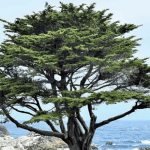 Cypress essential oil Cupressus macrocarpa tree California