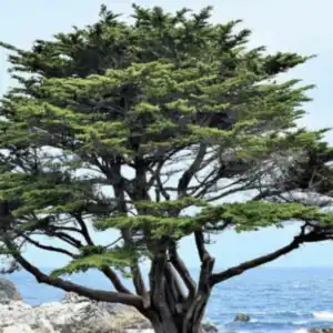 Monterey cypress -Essential Oil-