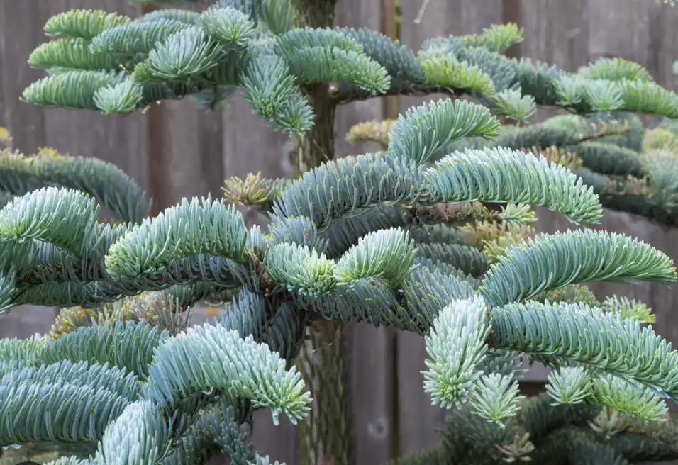 Noble Fir -Essential Oil-