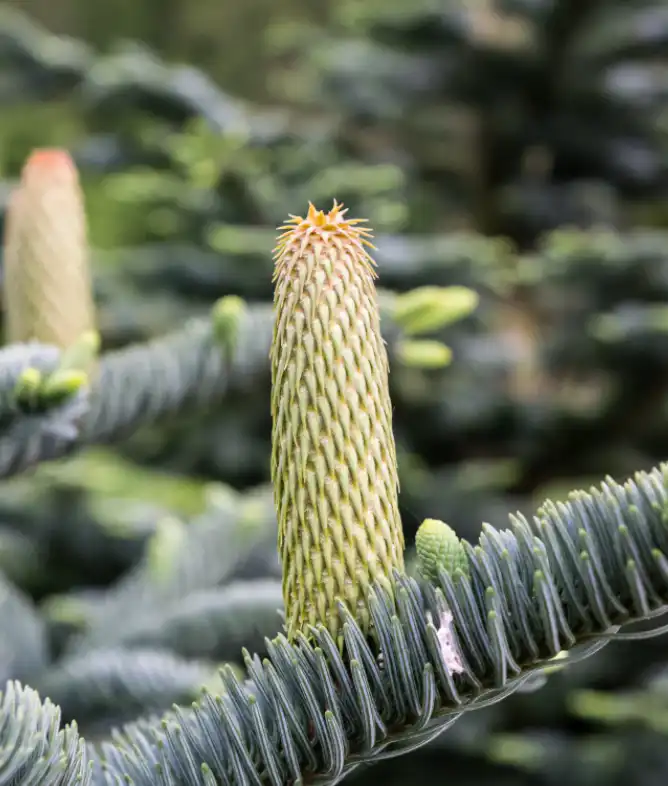 Noble Fir -Essential Oil- - Слика 2