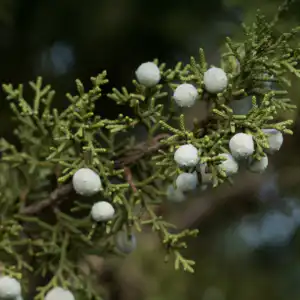 Juniper -Essential Oil-